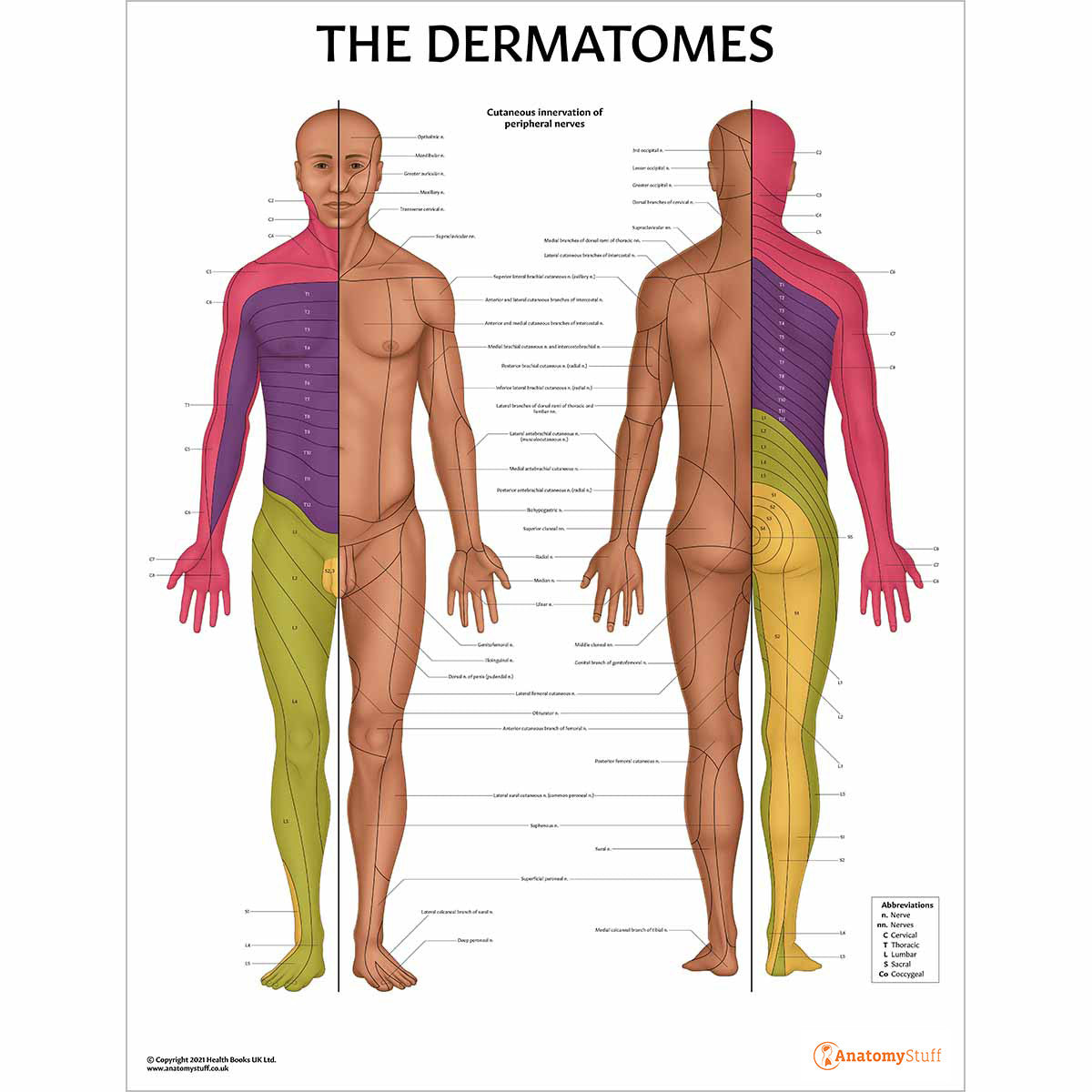 Physiotherapy poster - dermatomes