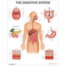 Switch The Digestive System Chart 2 image
