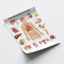 Switch The Endocrine System Chart / Poster 3 image