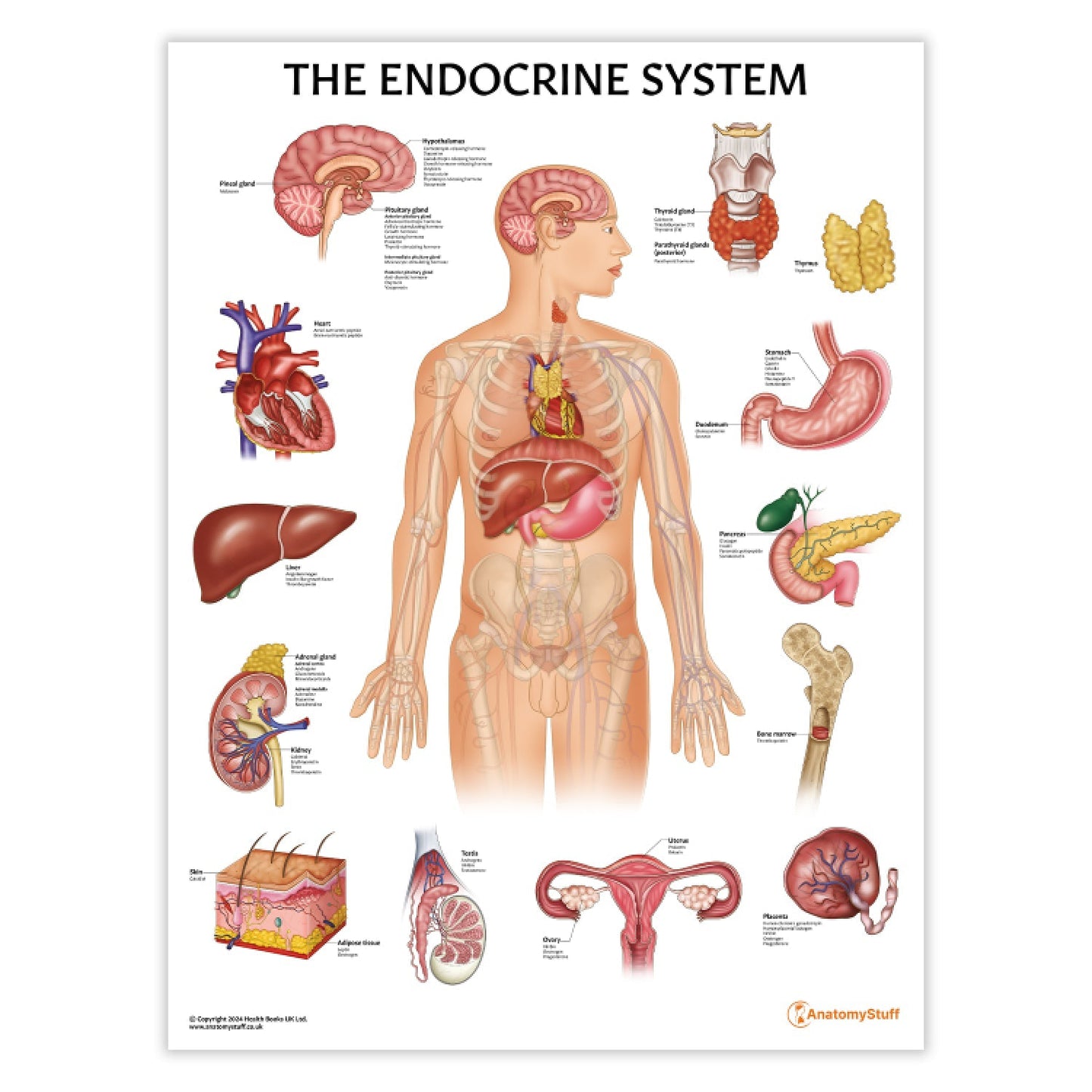 The Endocrine System Chart / Poster - Part of Collection