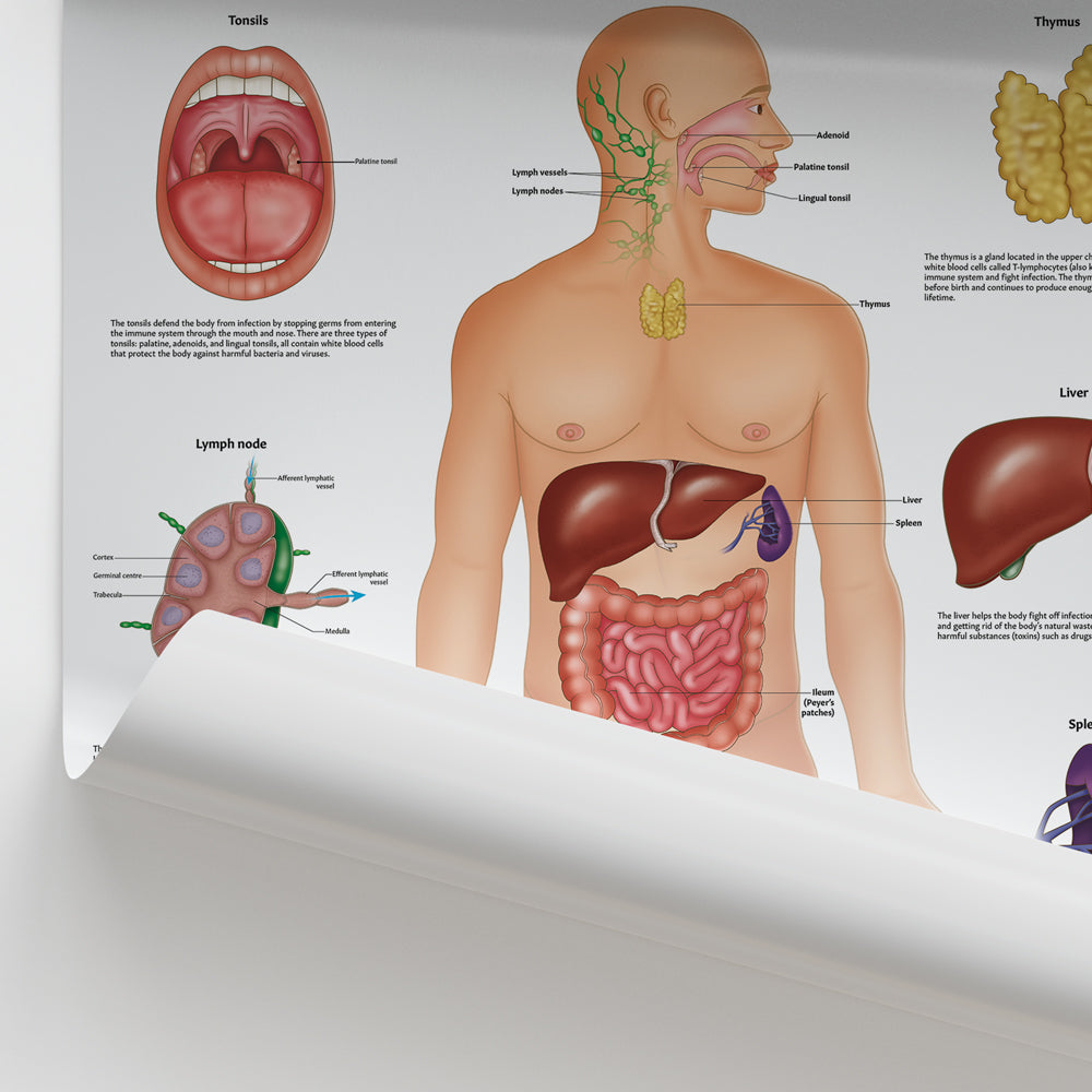 Immune System Anatomy Chart / Poster - Part of Collection
