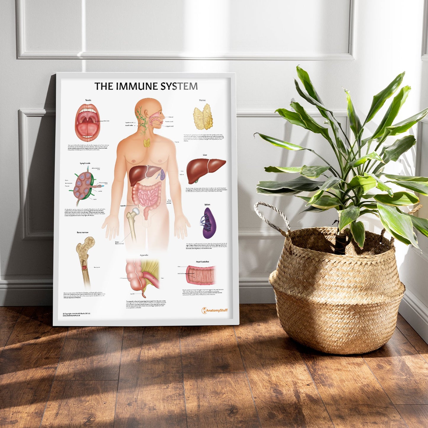 Immune System Anatomy Chart / Poster - Part of Collection