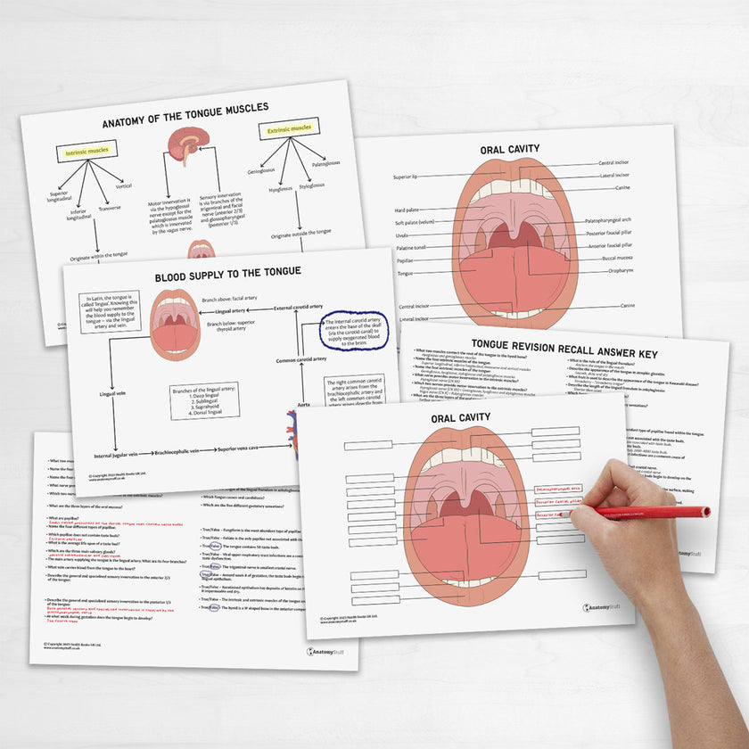 Tongue Anatomy Revision Guide Concept Maps Labelled Guide