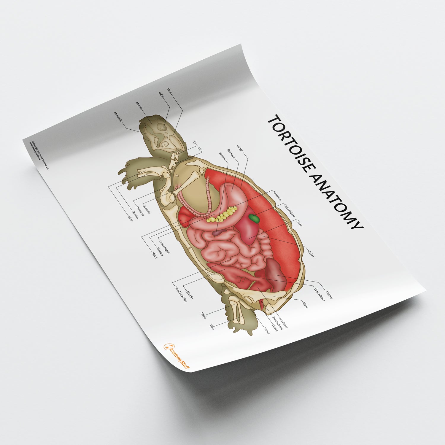 Tortoise Anatomy Chart / Poster - Part of Collection