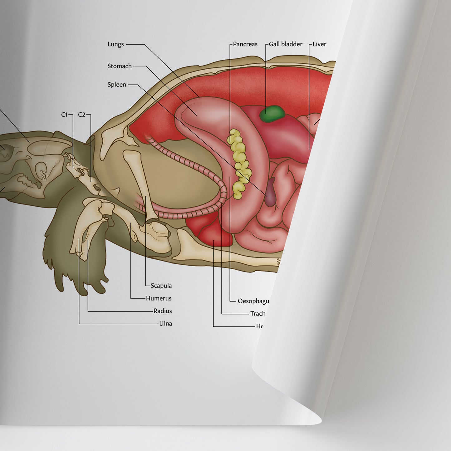 Tortoise Anatomy Chart / Poster - Part of Collection