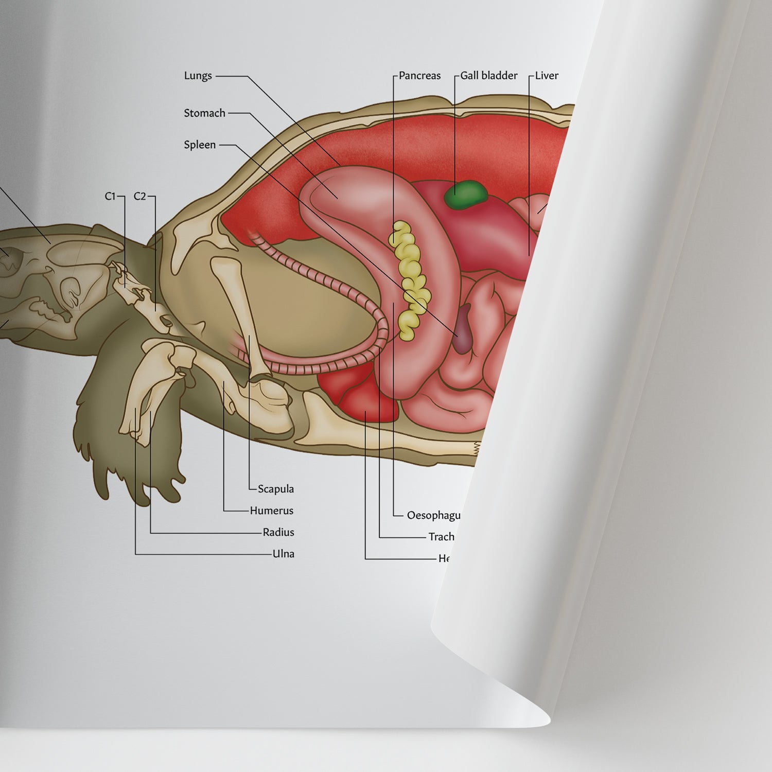 Tortoise Anatomy Chart / Poster - Part of Collection