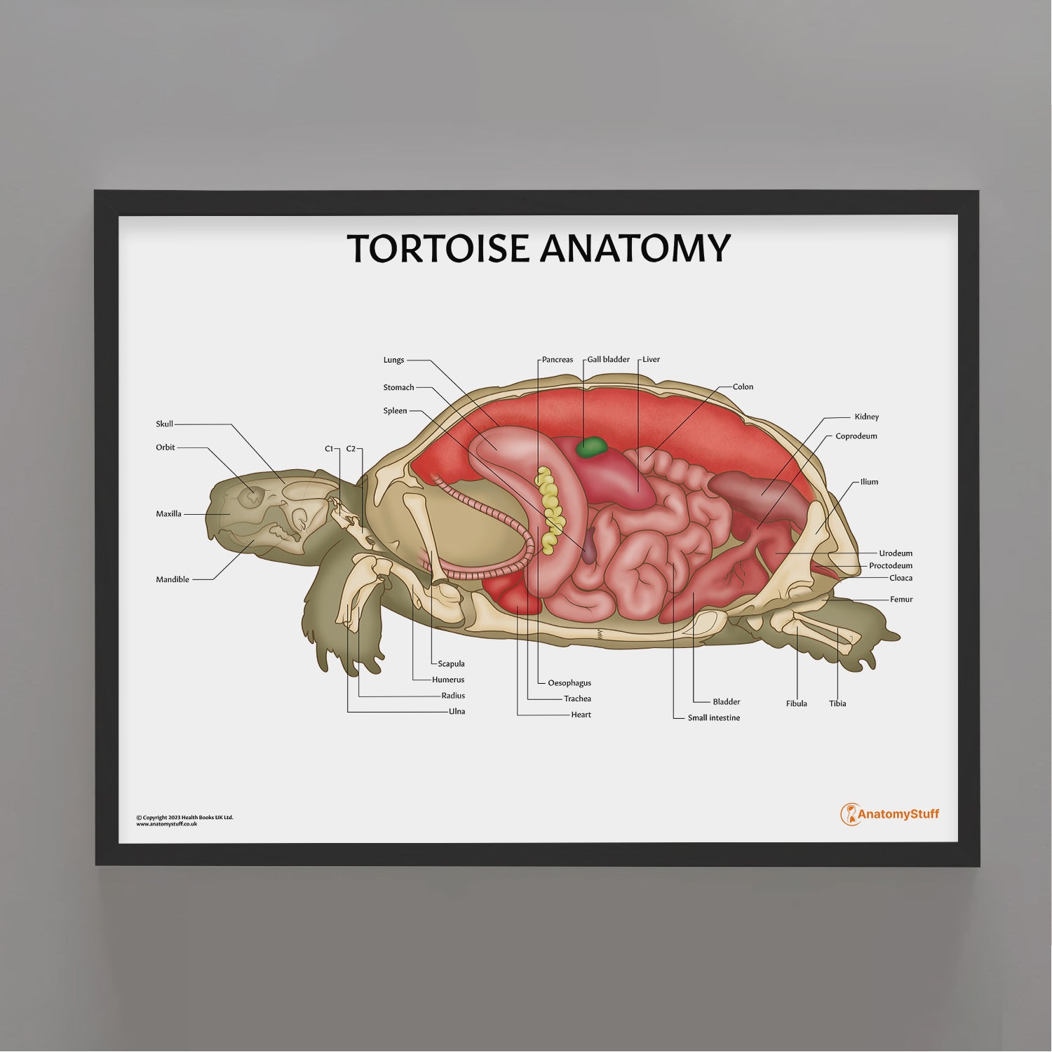 Tortoise Anatomy Chart / Poster - Part of Collection