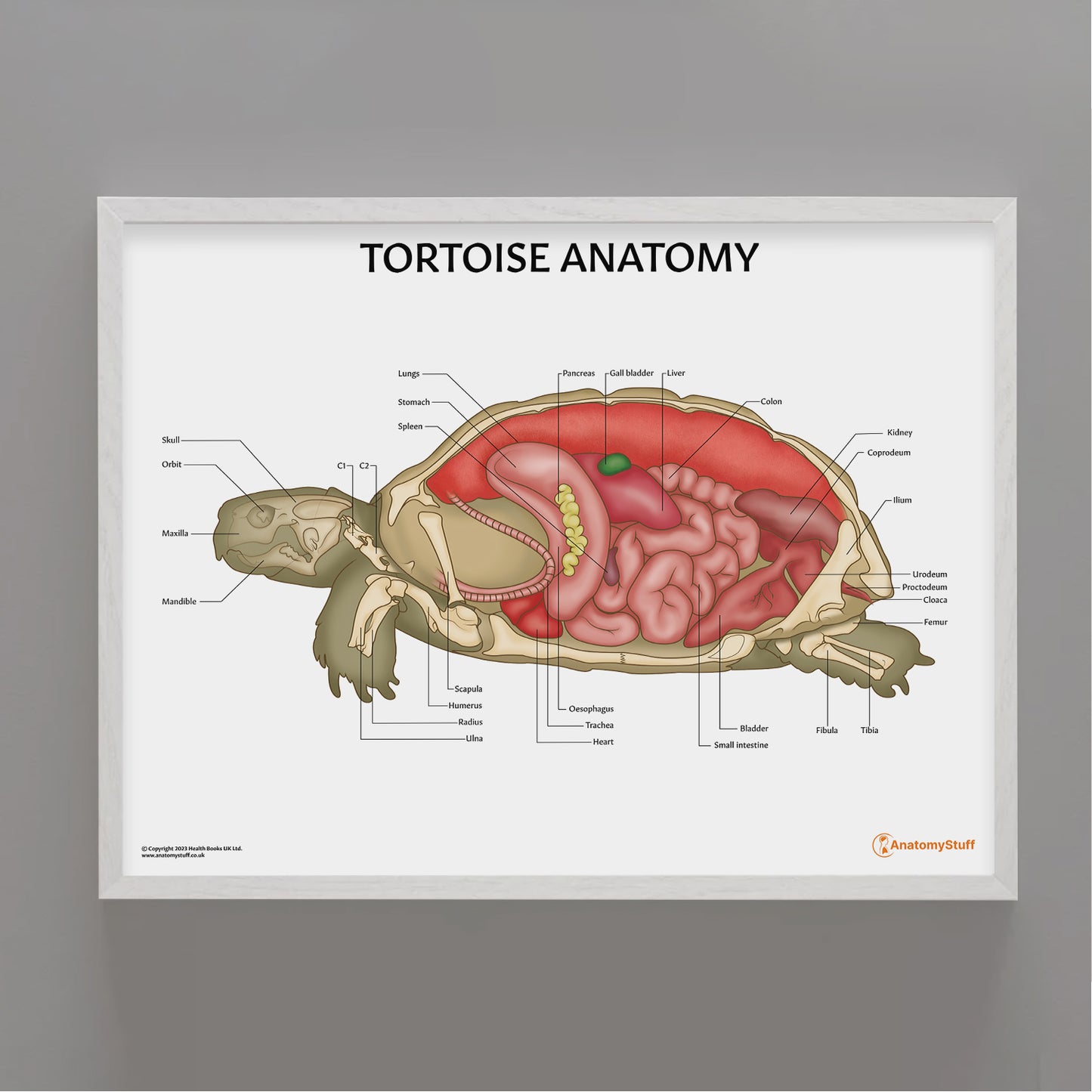 Tortoise Anatomy Chart / Poster - Part of Collection