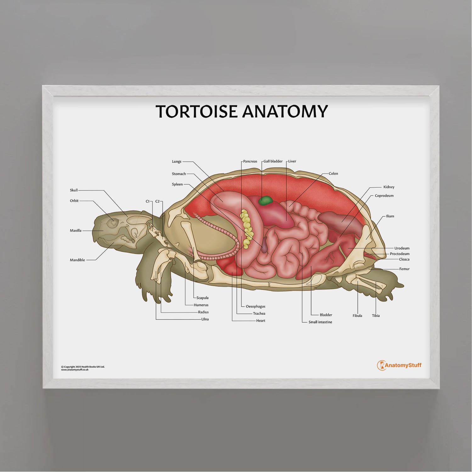 Tortoise Anatomy Chart / Poster - Part of Collection