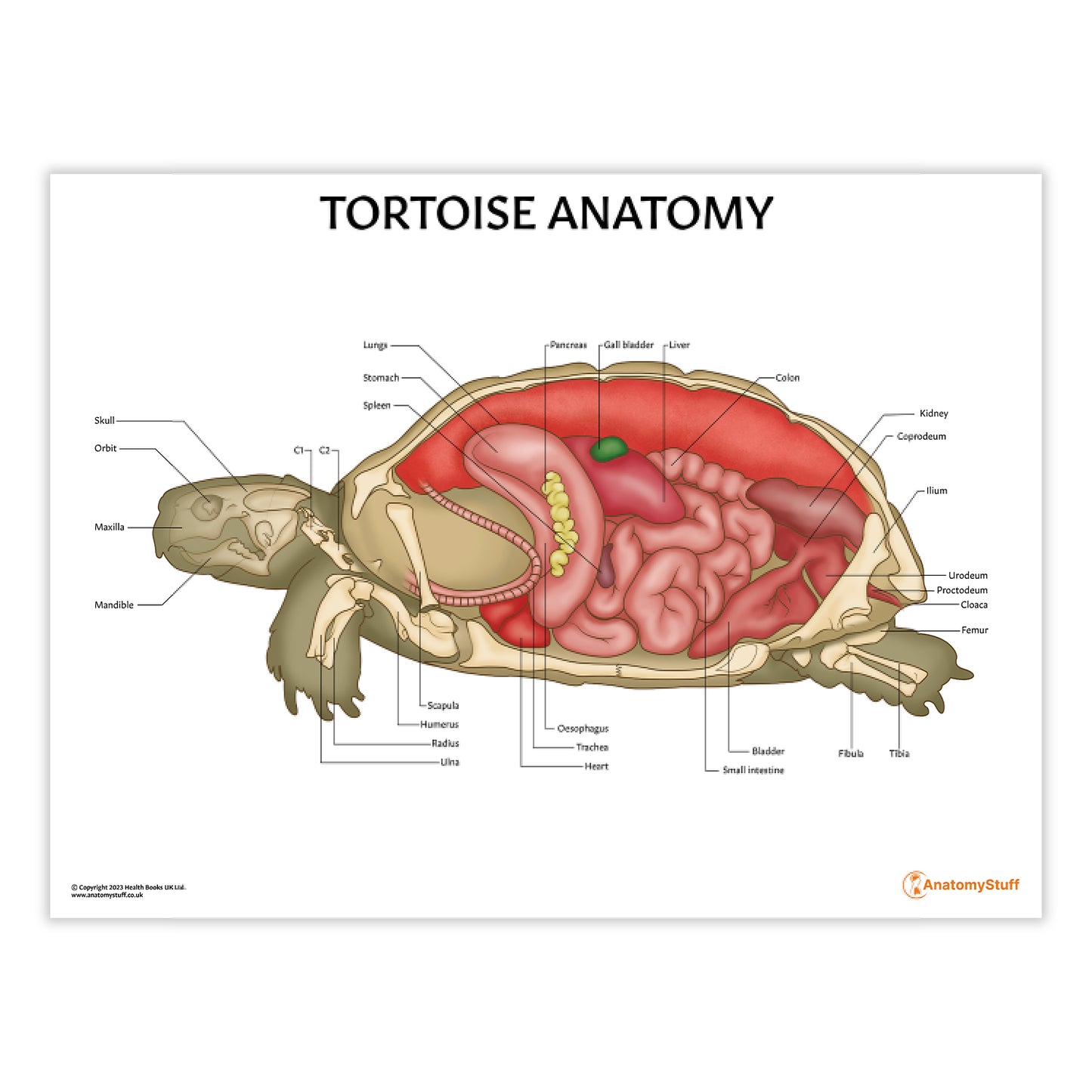 Tortoise Anatomy Chart / Poster - Part of Collection