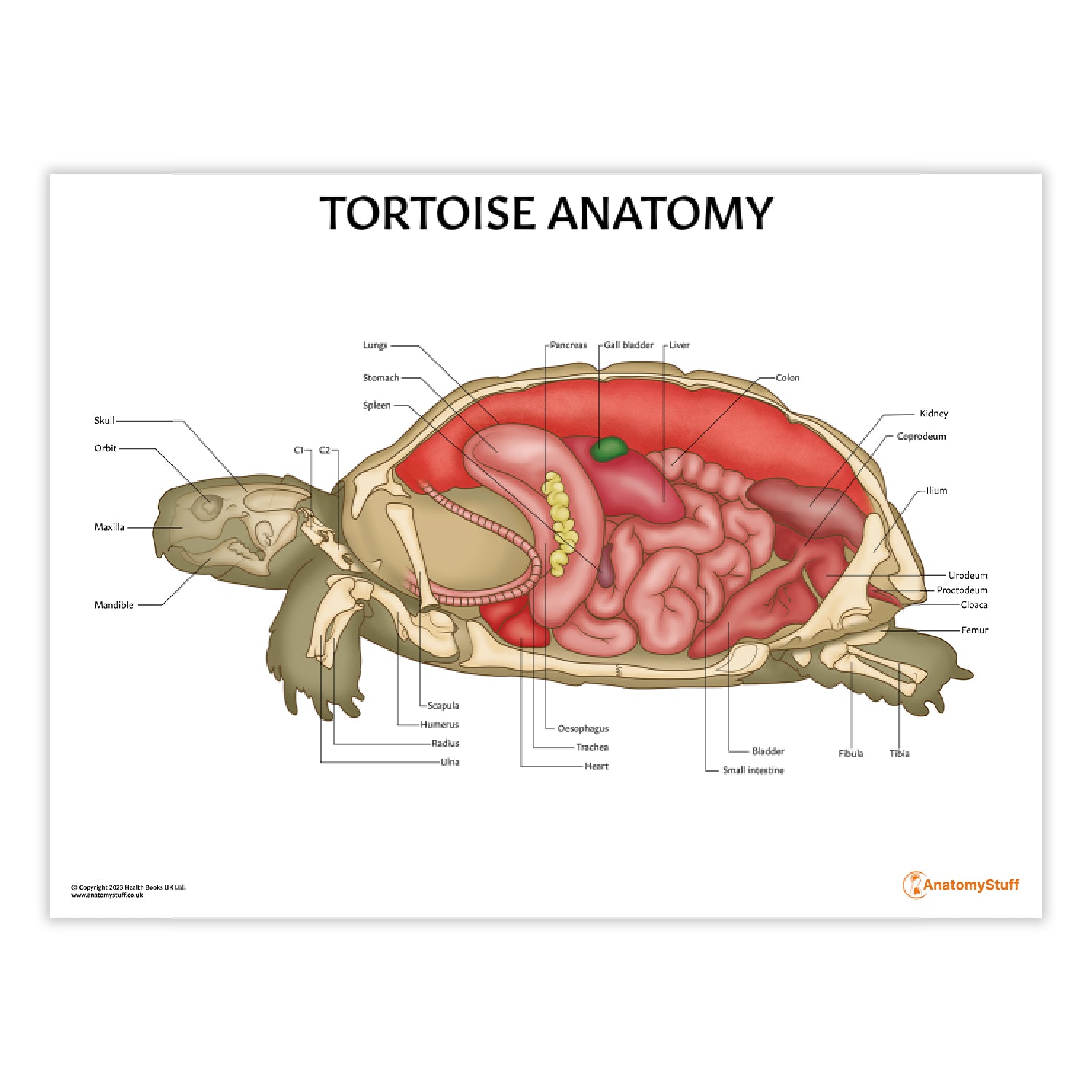 Tortoise Anatomy Chart / Poster - Part of Collection