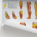 Switch Trigger Points: Lower Extremities Chart / Poster 2 image