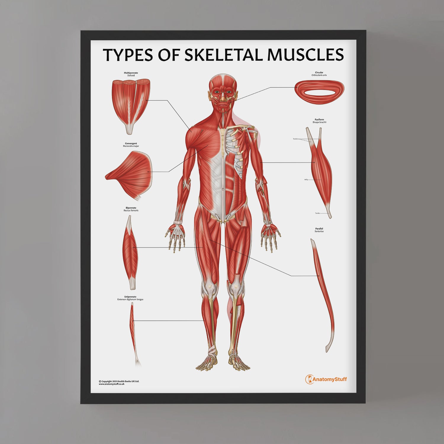 Types of Skeletal Muscles Chart / Poster