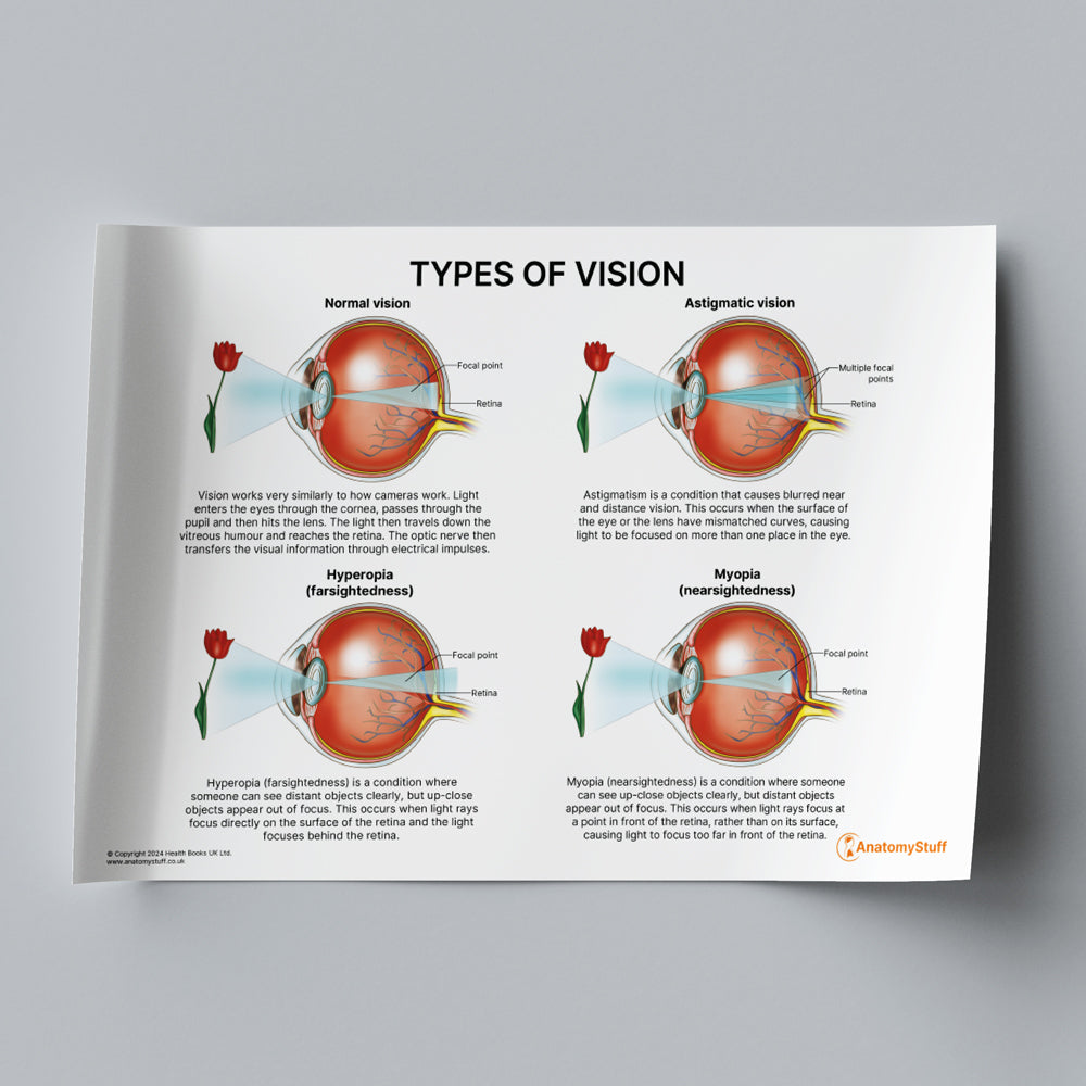 Types of Vision PDF | Eye Poster Anatomical | AnatomyStuff