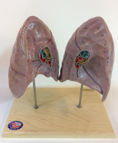 Lungs Model