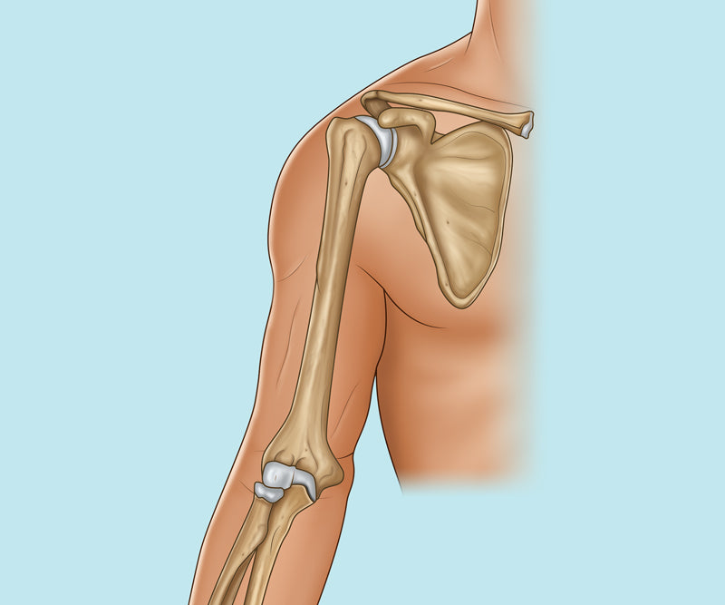 Upper Limb Anatomy