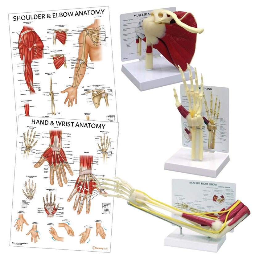 Upper Limb Patient Education Collection Bundle Image