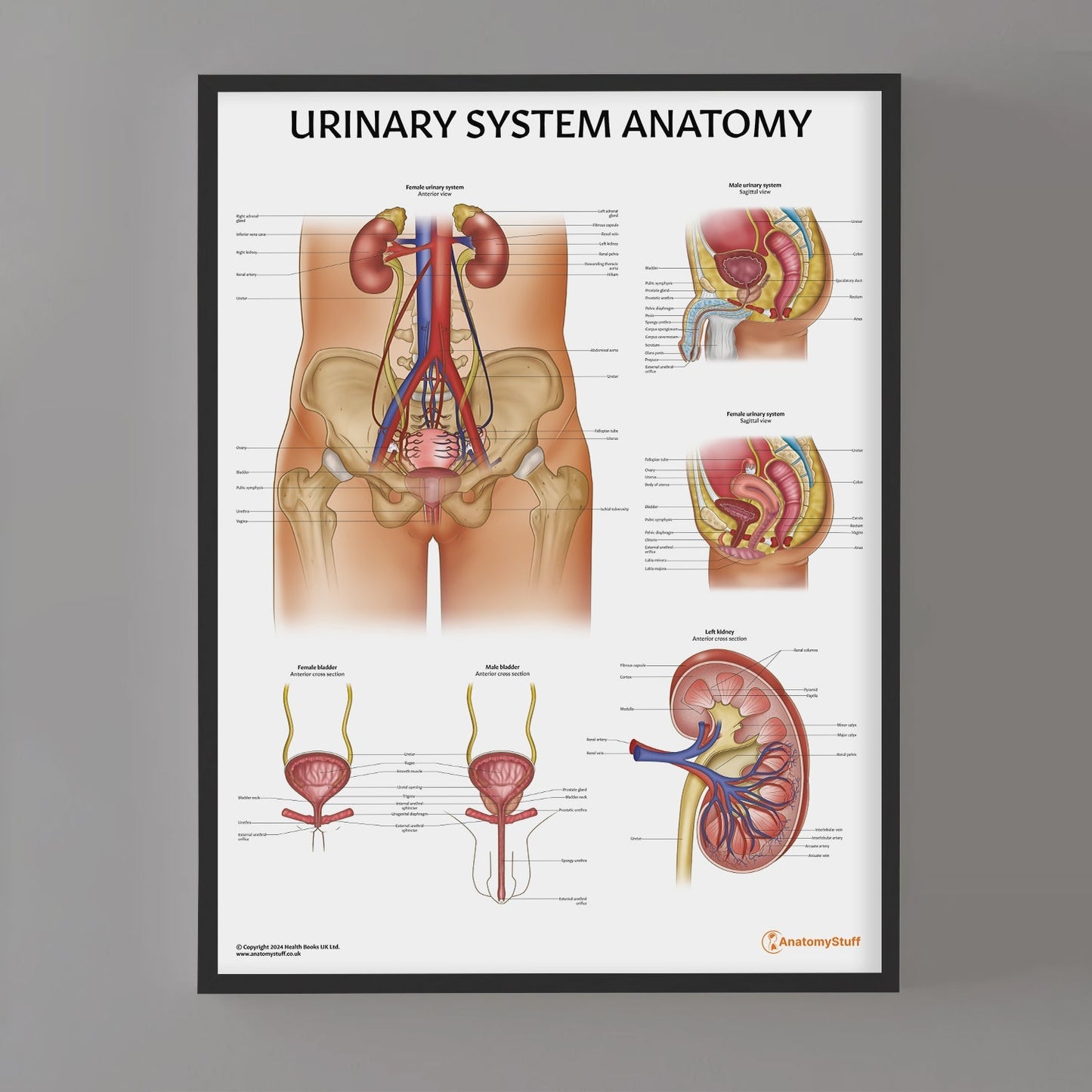 Urinary System Anatomy Chart / Poster - Part of Collection