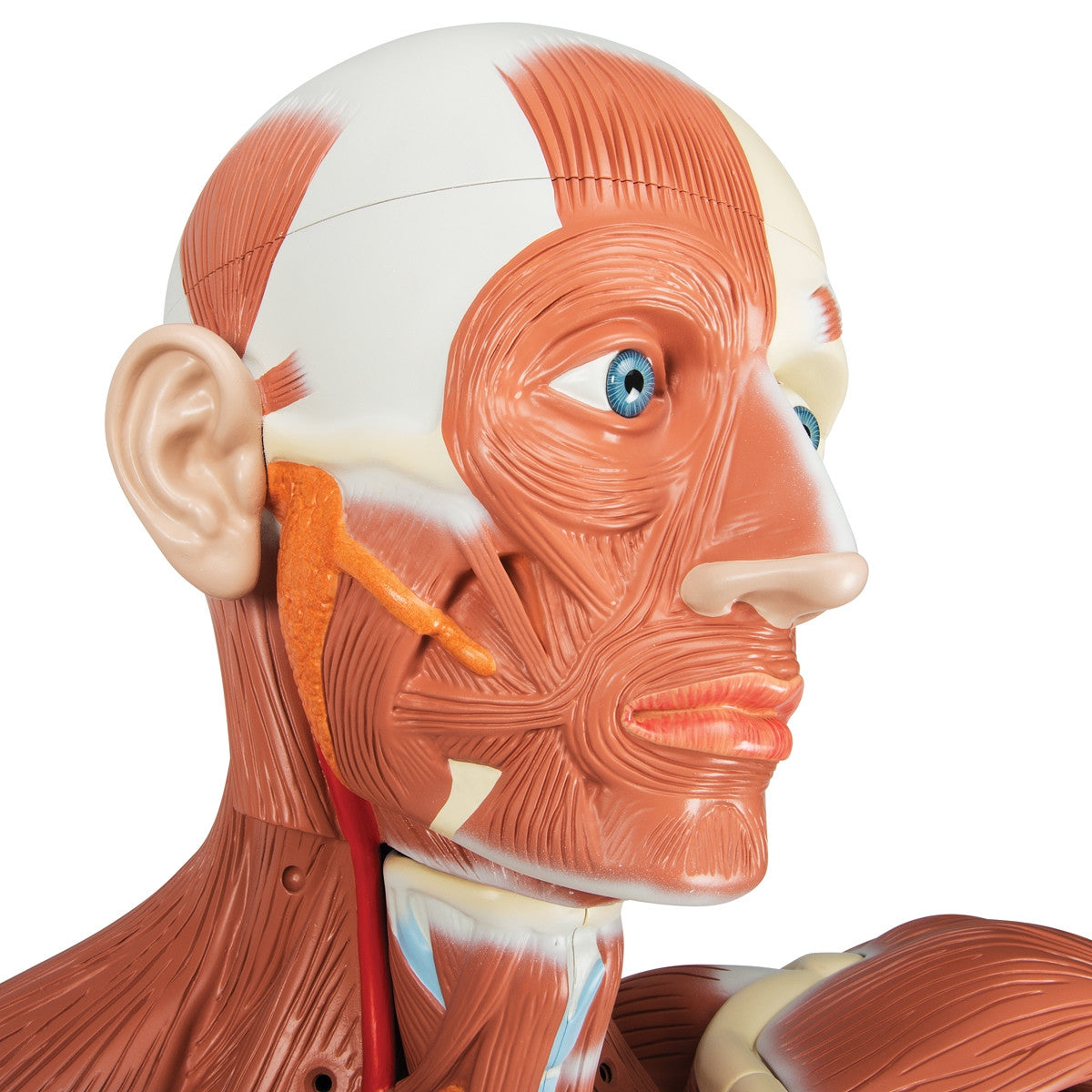 Life-size Male Muscular Figure (37 part)
