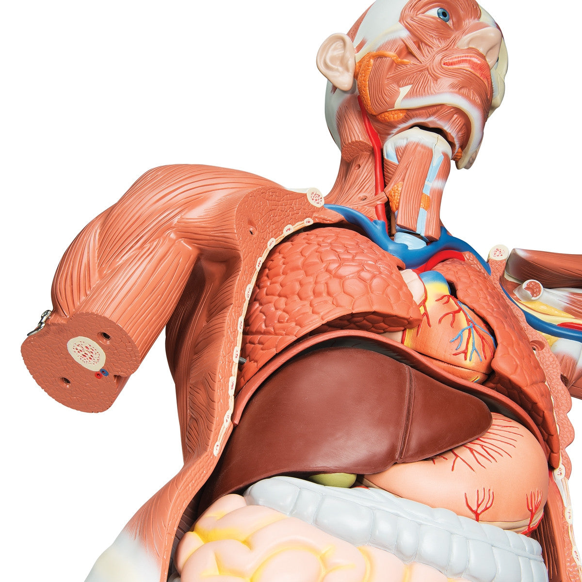 Life-size Male Muscular Figure (37 part)