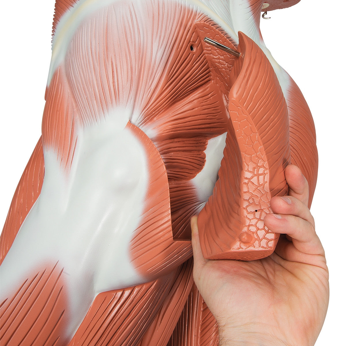 Life-size Male Muscular Figure (37 part)