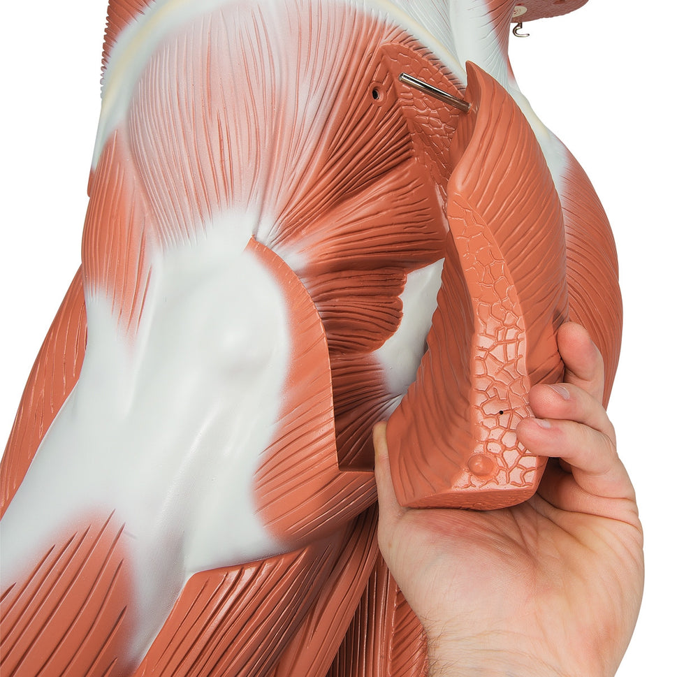 Life-size Male Muscular Figure (37 part)