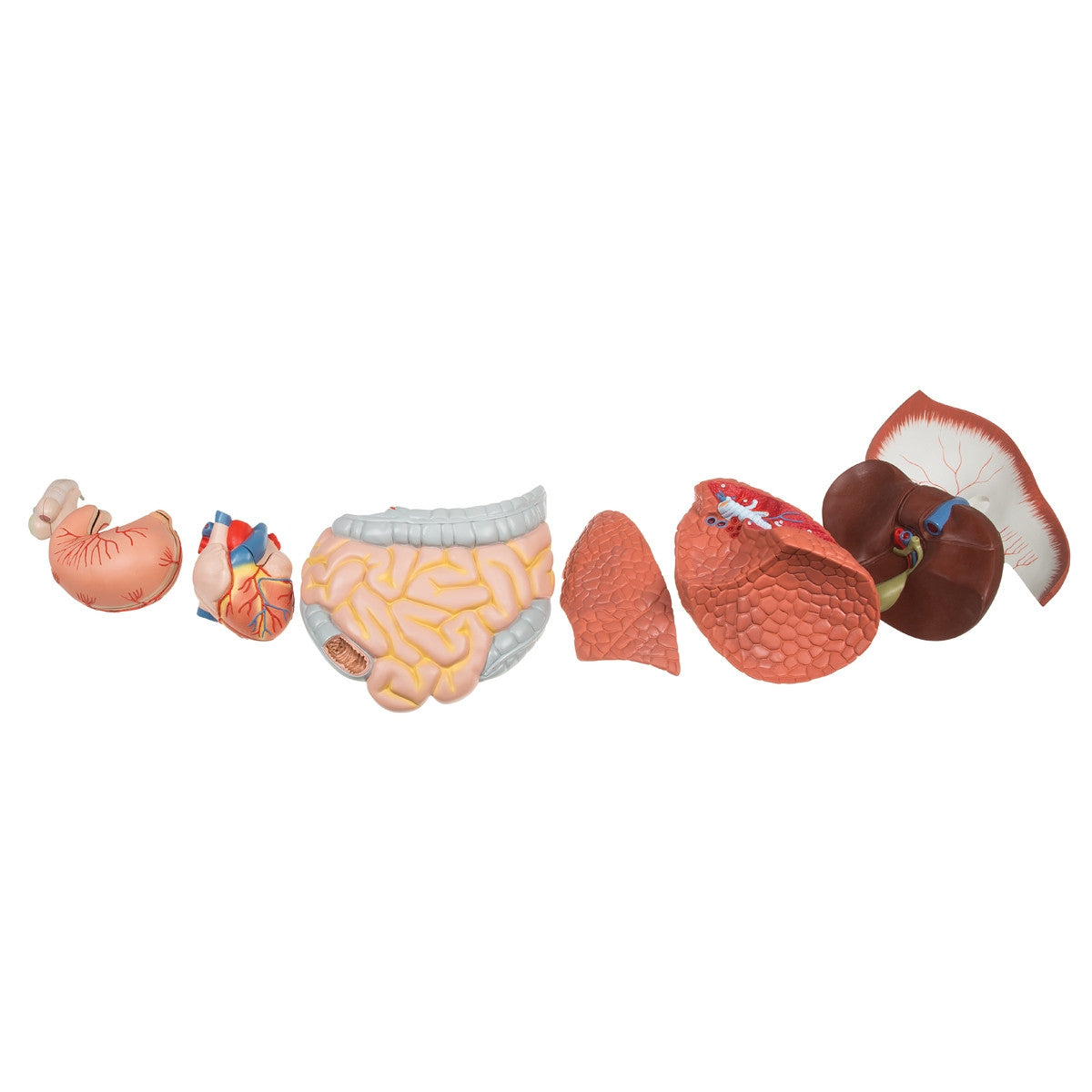 Life-size Male Muscular Figure (37 part)