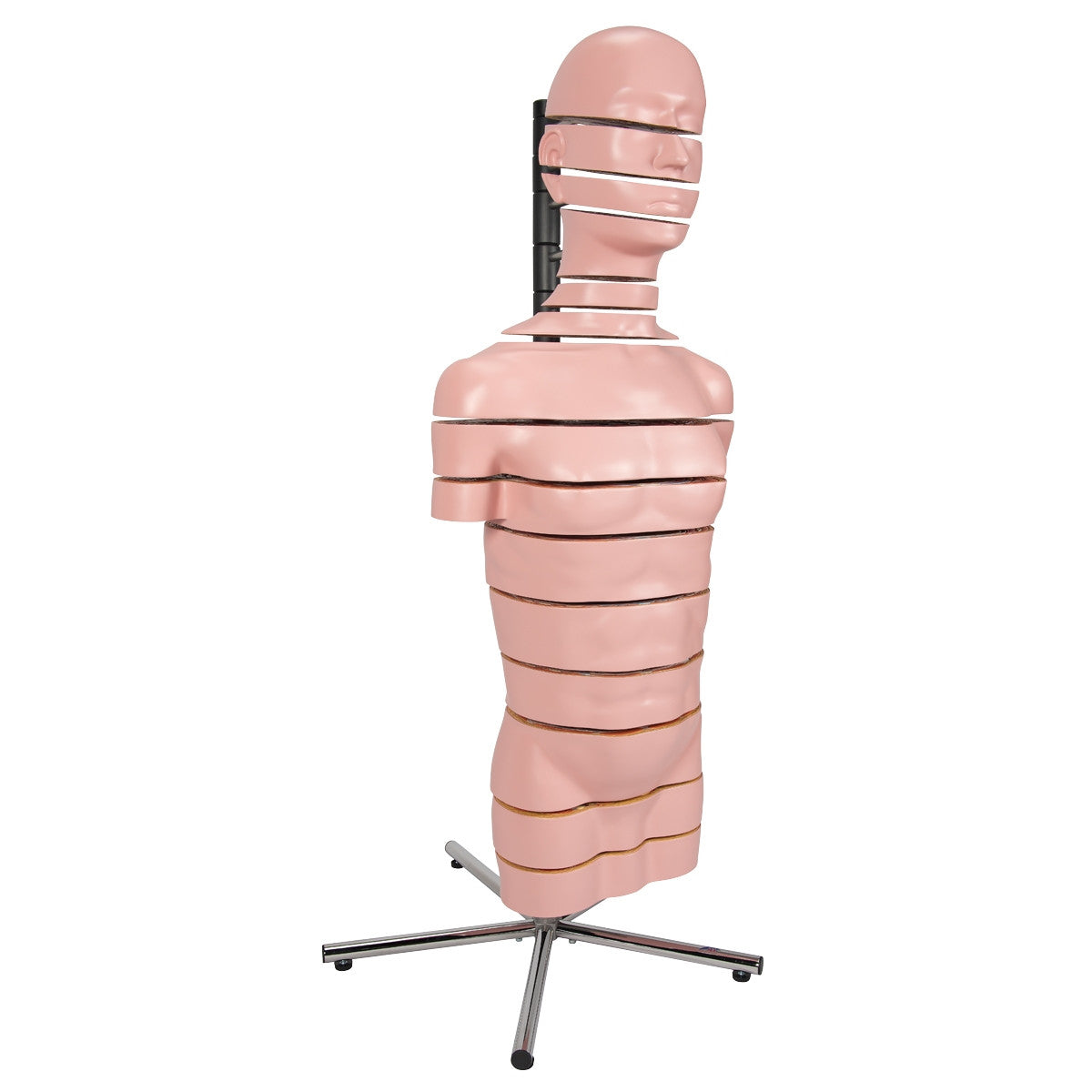 MRI Torso Model (15 Transverse Sections)