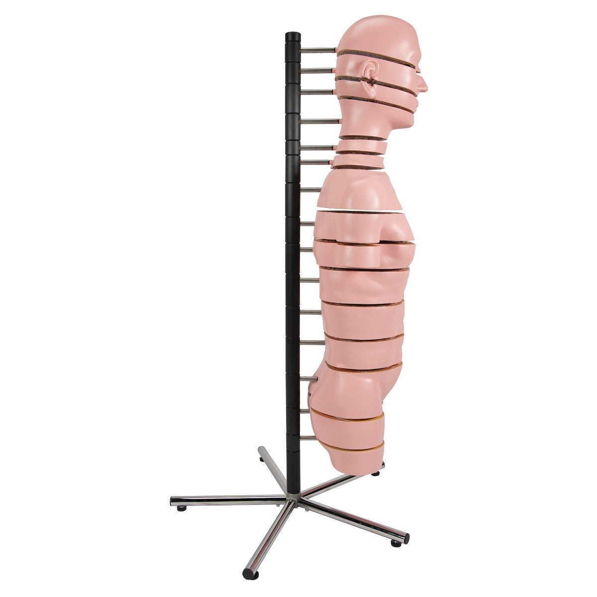 MRI Torso Model (15 Transverse Sections)