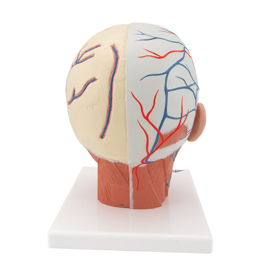 Head Musculature Model with Blood Vessels
