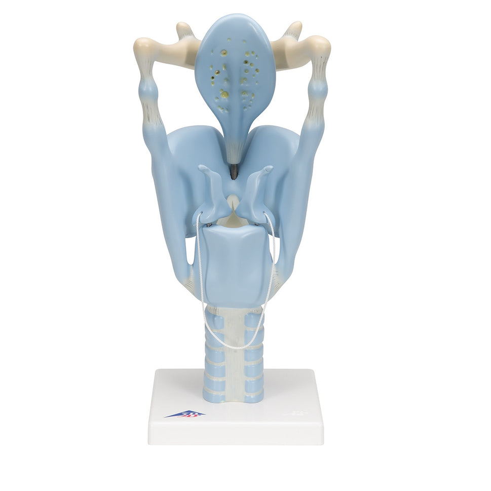 Functional Larynx Model (3 times life size)