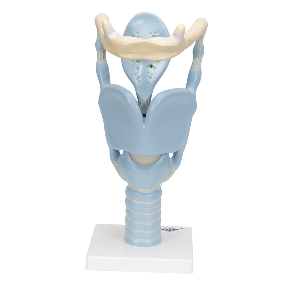 Functional Larynx Model (3 times life size)