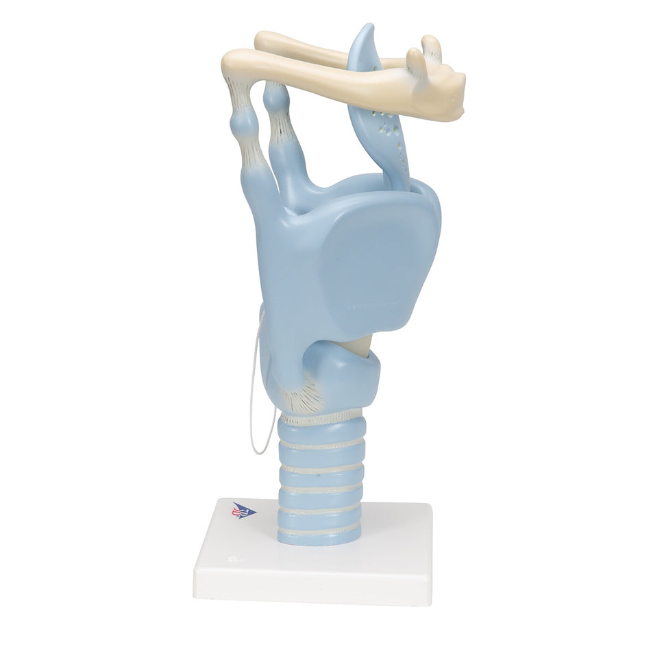Functional Larynx Model (3 times life size)