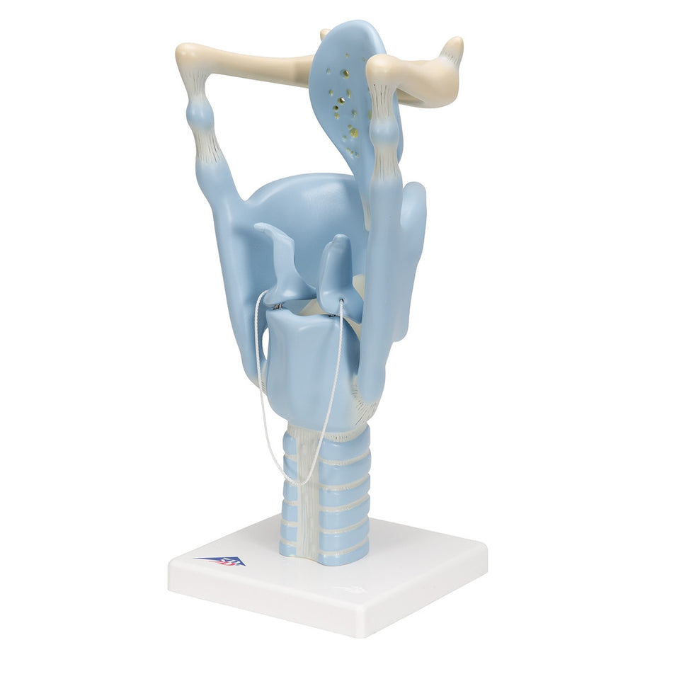 Functional Larynx Model (3 times life size)