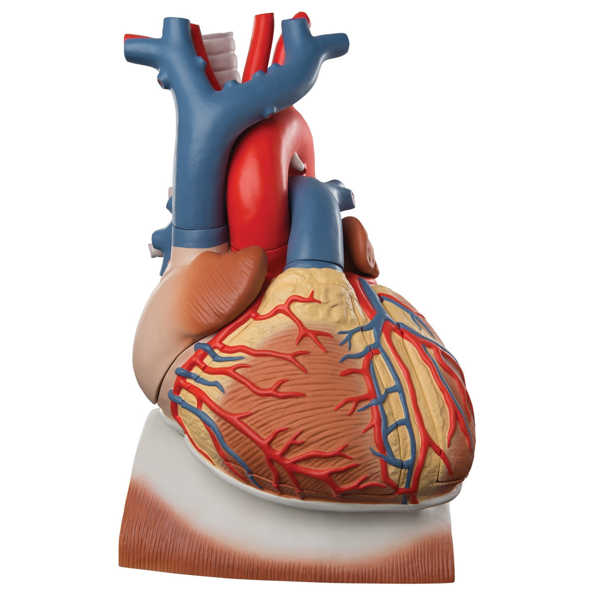 Heart on Diaphragm Model (3 times life size, 10 part)