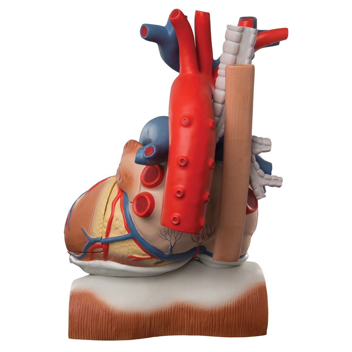 Heart on Diaphragm Model (3 times life size, 10 part)