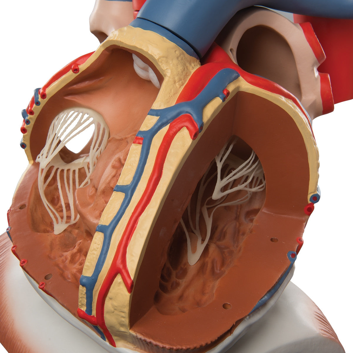 Heart on Diaphragm Model (3 times life size, 10 part)