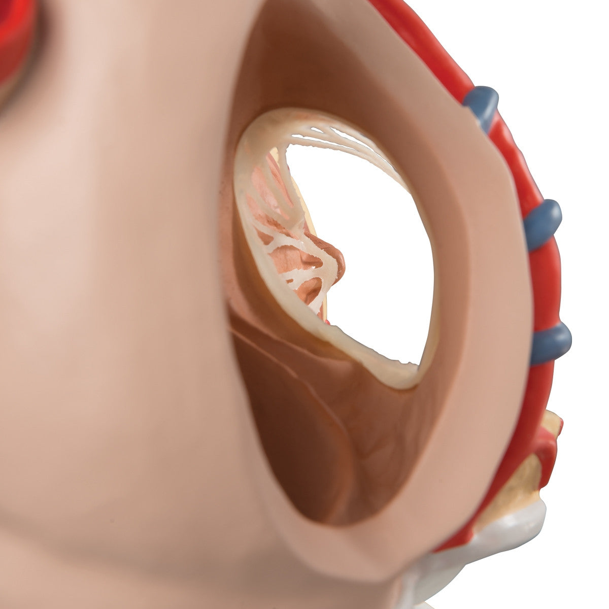 Heart on Diaphragm Model (3 times life size, 10 part)