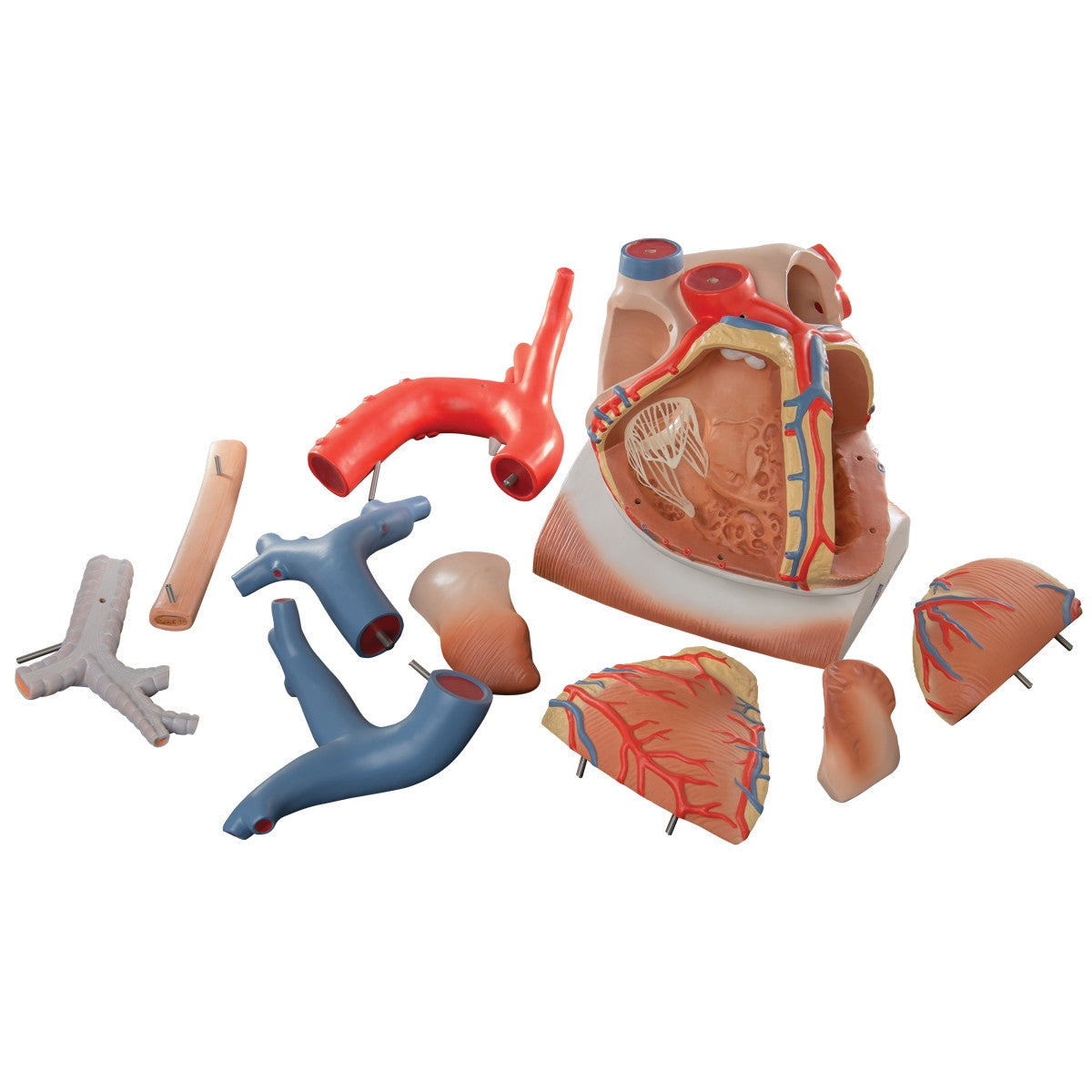 Heart on Diaphragm Model (3 times life size, 10 part)