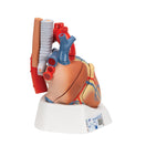 Switch Heart Model Sectioned At The Level Of The Valve Plane 3 image