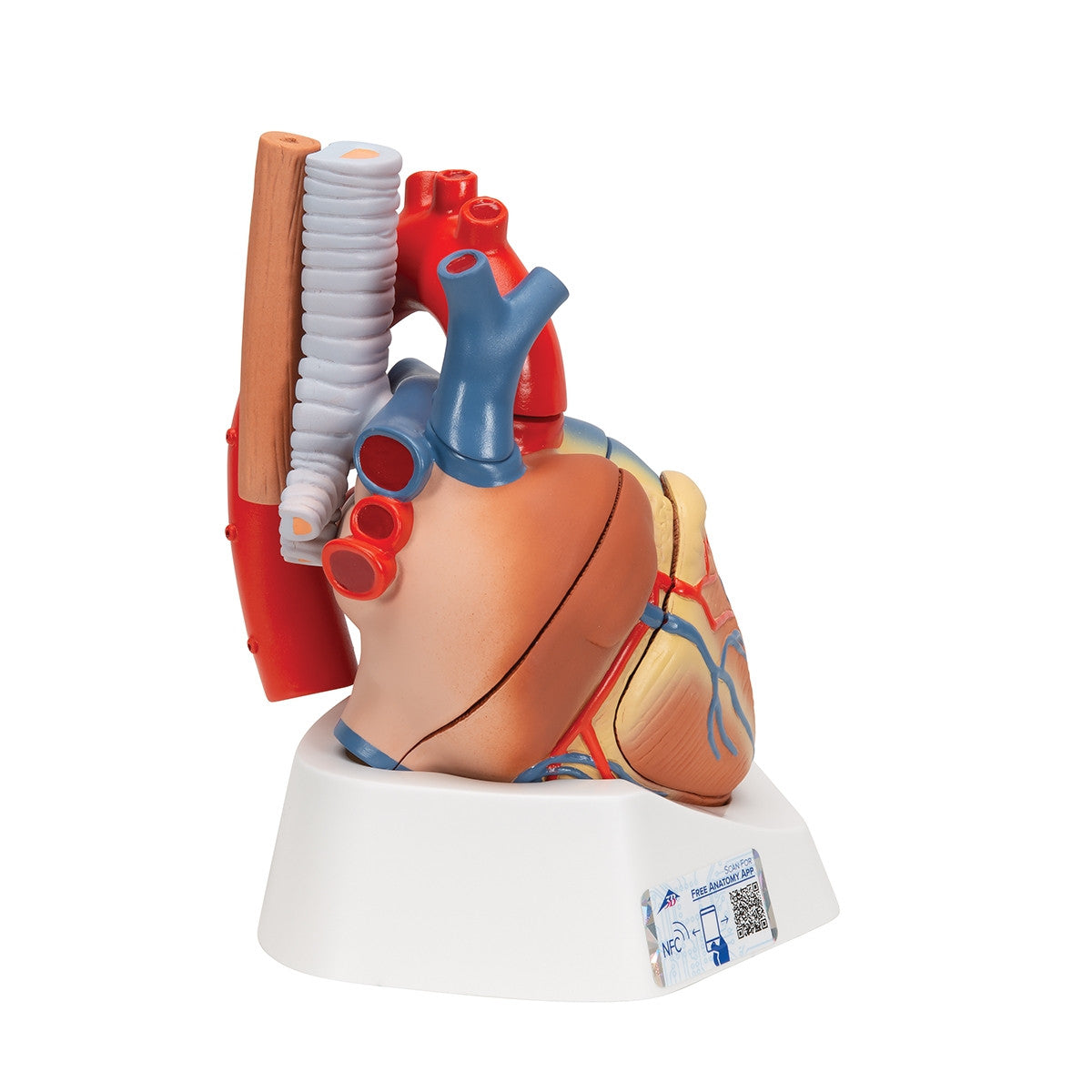 Heart Model (7 part)