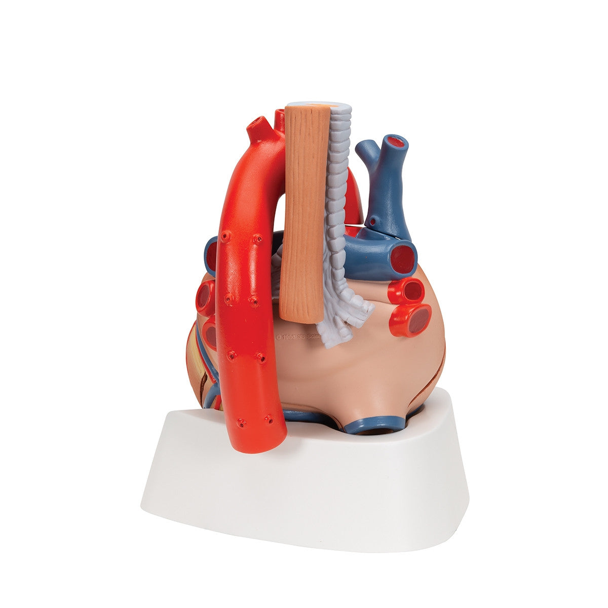 Heart Model (7 part)