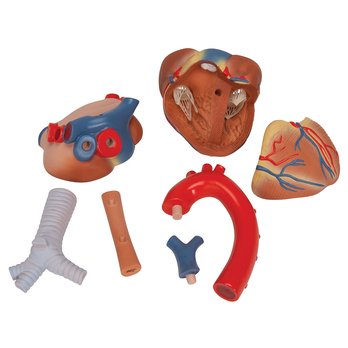 Heart Model (7 part)