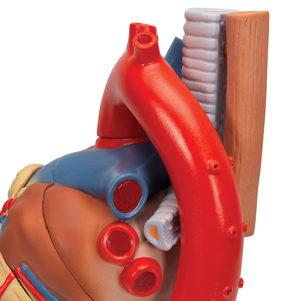 Heart Model (7 part)
