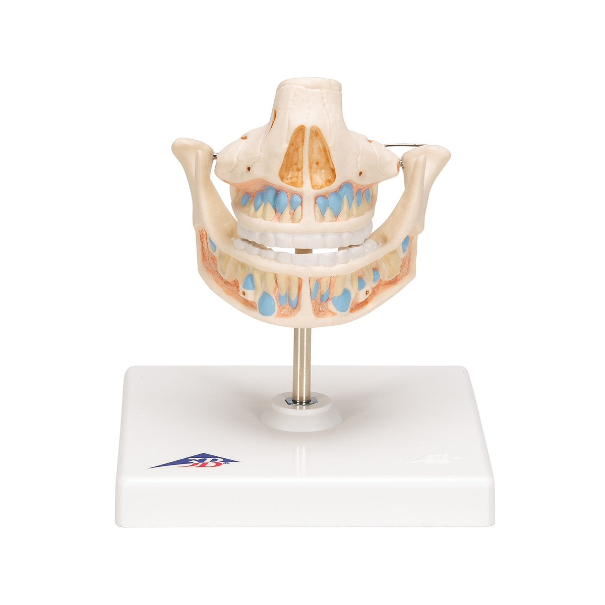 Milk Dentures Model
