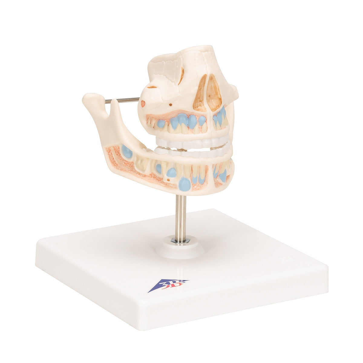 Milk Dentures Model