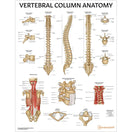 Switch Vertebral Column Anatomy Chart 3 image