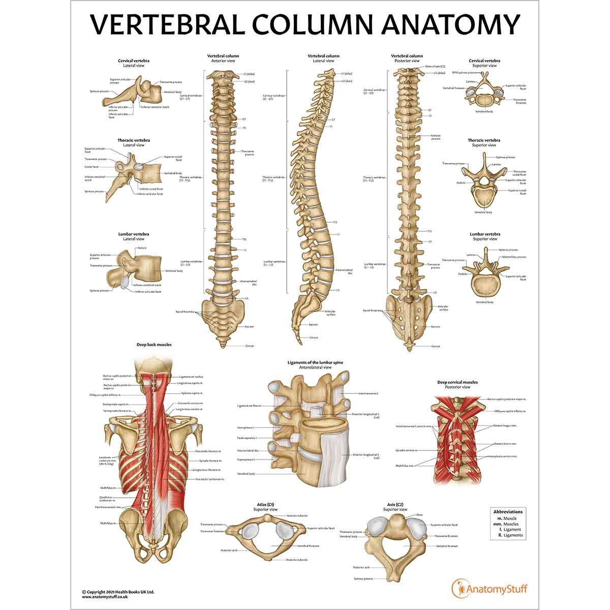 Spine Anatomy & Pathology Collection