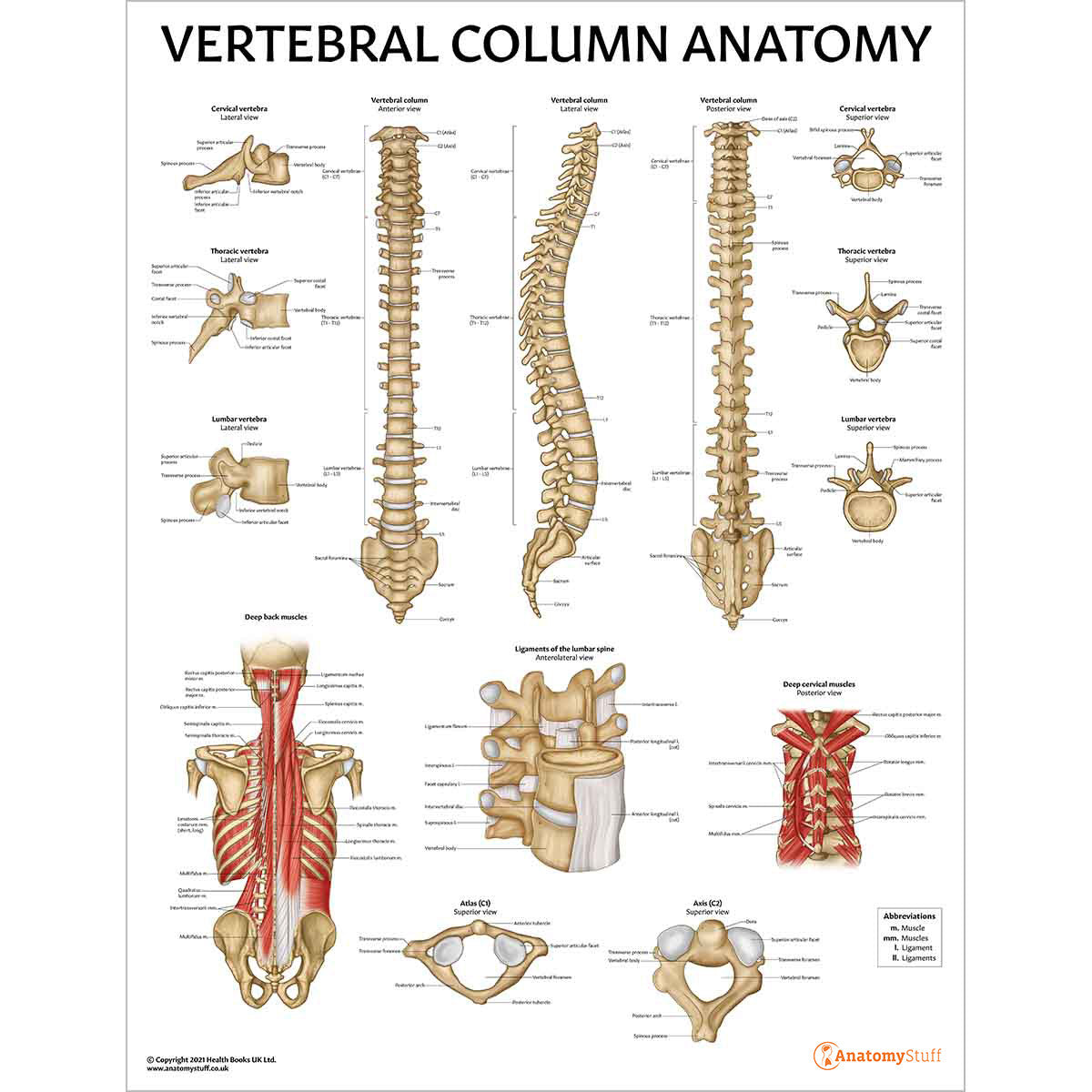 Osteoporosis Education Collection