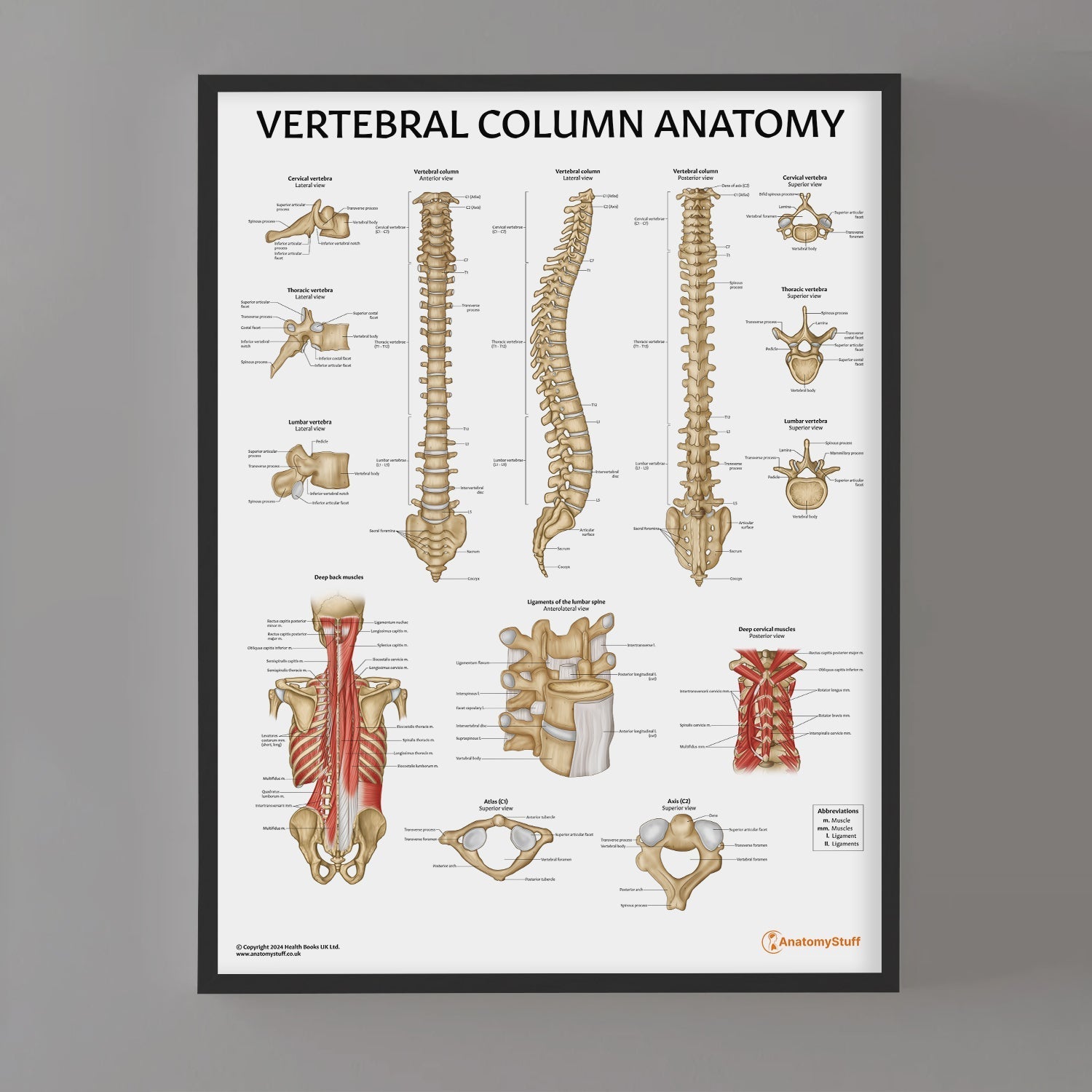 Vertebral Column Anatomy Chart / Poster - Part of Collection